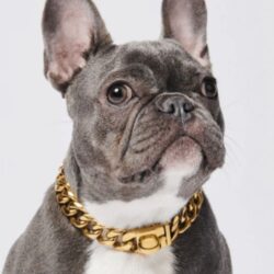 Big dog chain collars